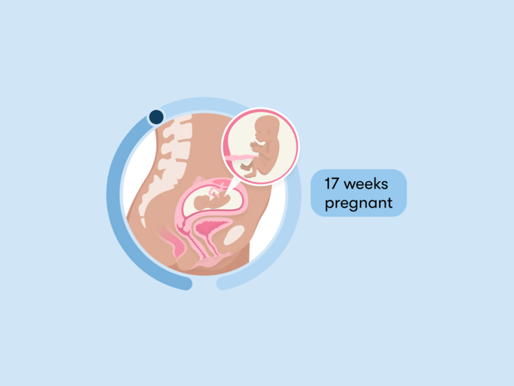 Pregnant 17 Weeks