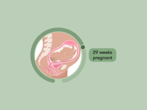 Pregnant 29 Weeks
